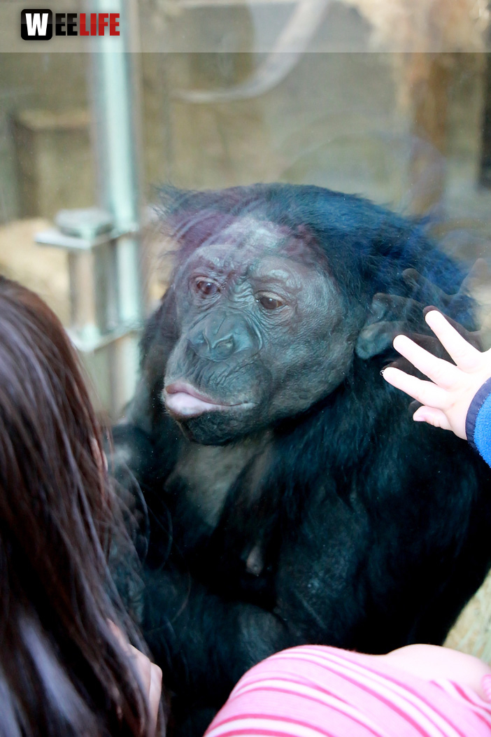 Wilhelma Stuttgart Zoo