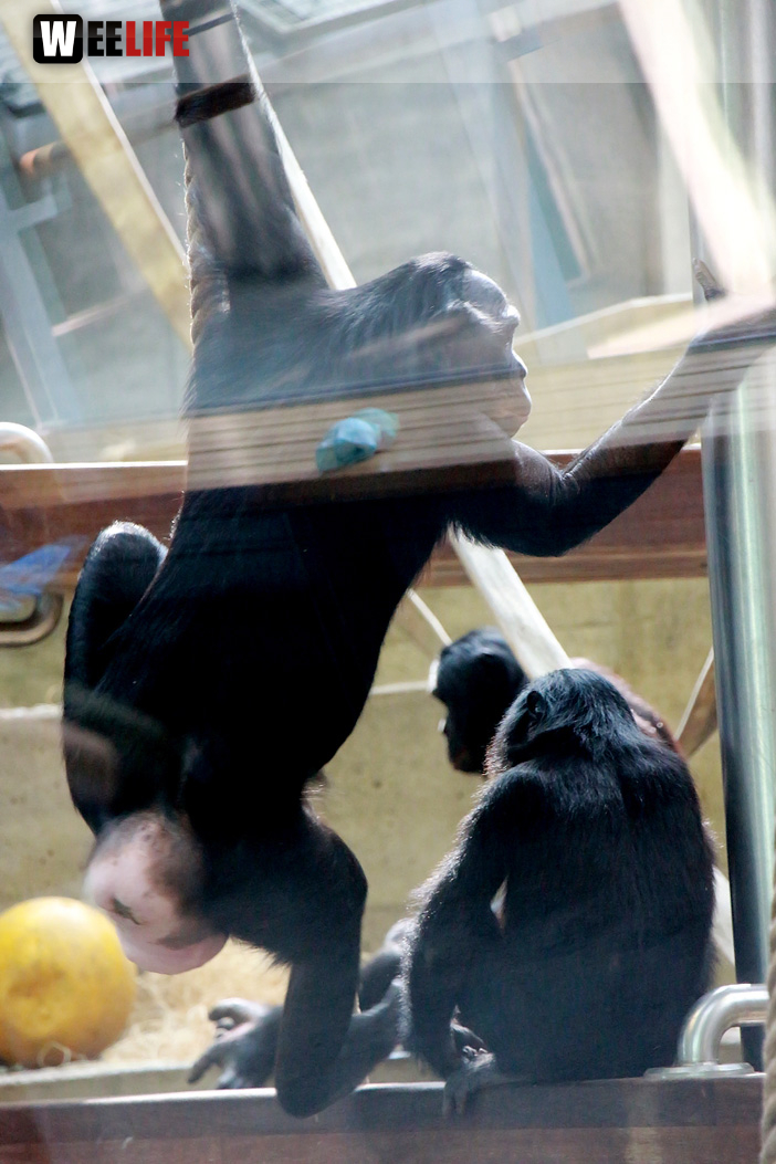 Wilhelma Stuttgart Zoo