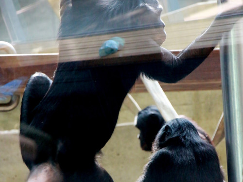 Wilhelma Stuttgart Zoo – Foto 32