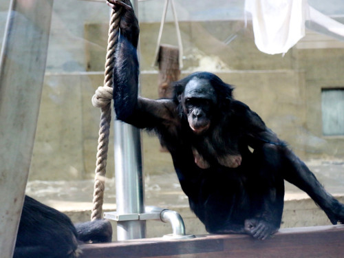Wilhelma Stuttgart Zoo – Foto 36