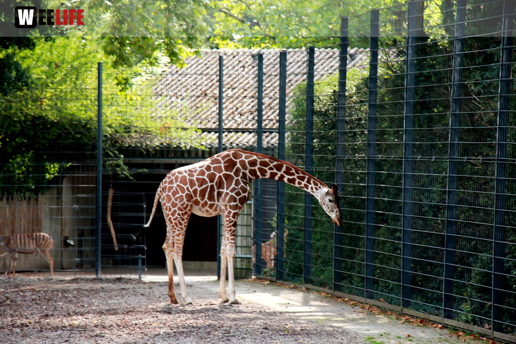 Wilhelma Stuttgart Zoo