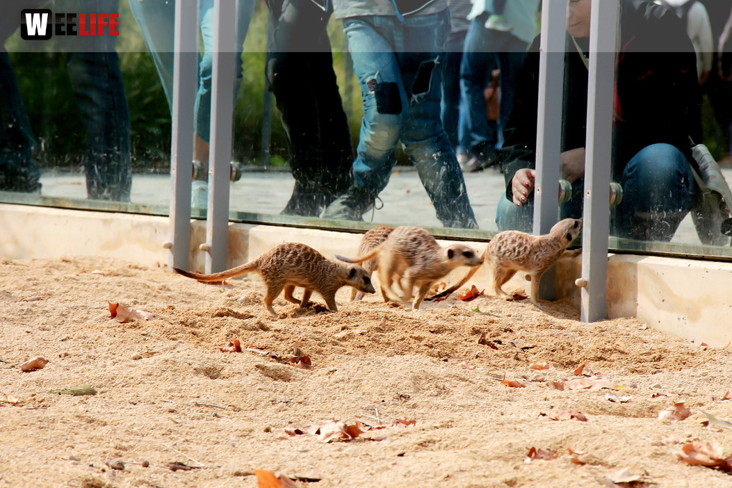 Wilhelma Stuttgart Zoo