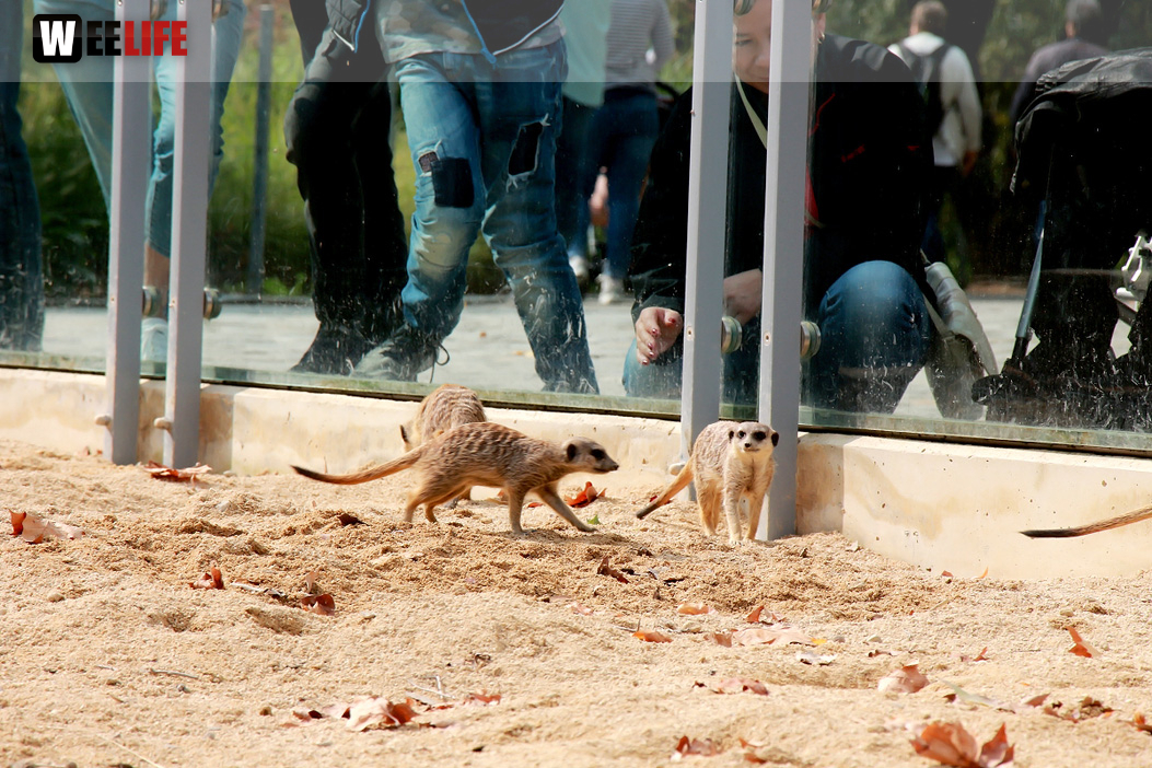 Wilhelma Stuttgart Zoo