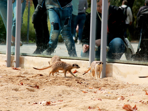 Wilhelma Stuttgart Zoo – Foto 42