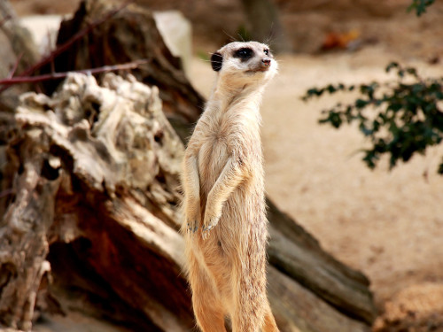 Wilhelma Stuttgart Zoo – Foto 43