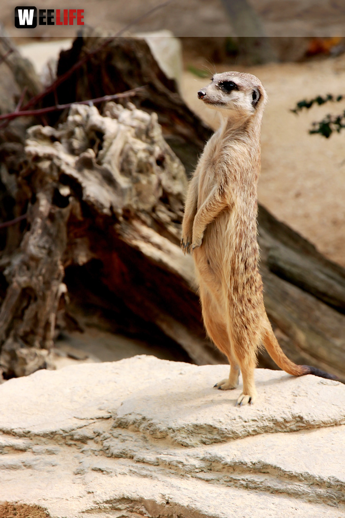 Wilhelma Stuttgart Zoo