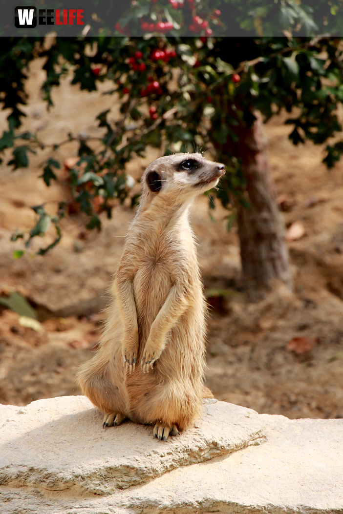 Wilhelma Stuttgart Zoo