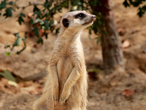 Wilhelma Stuttgart Zoo – Foto 45