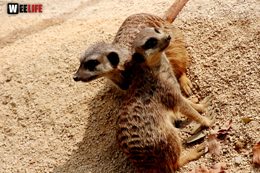 Wilhelma Stuttgart Zoo
