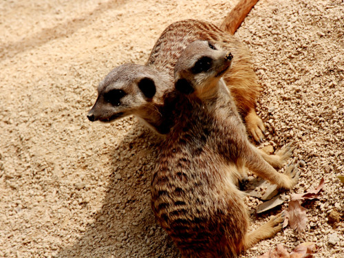 Wilhelma Stuttgart Zoo – Foto 47