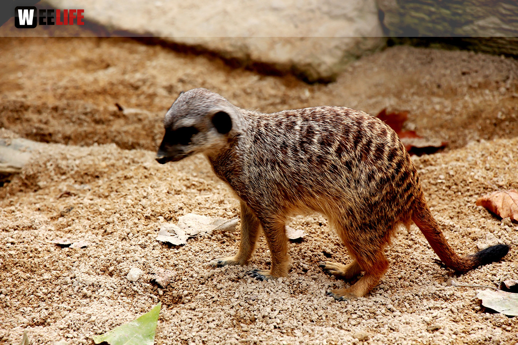 Wilhelma Stuttgart Zoo