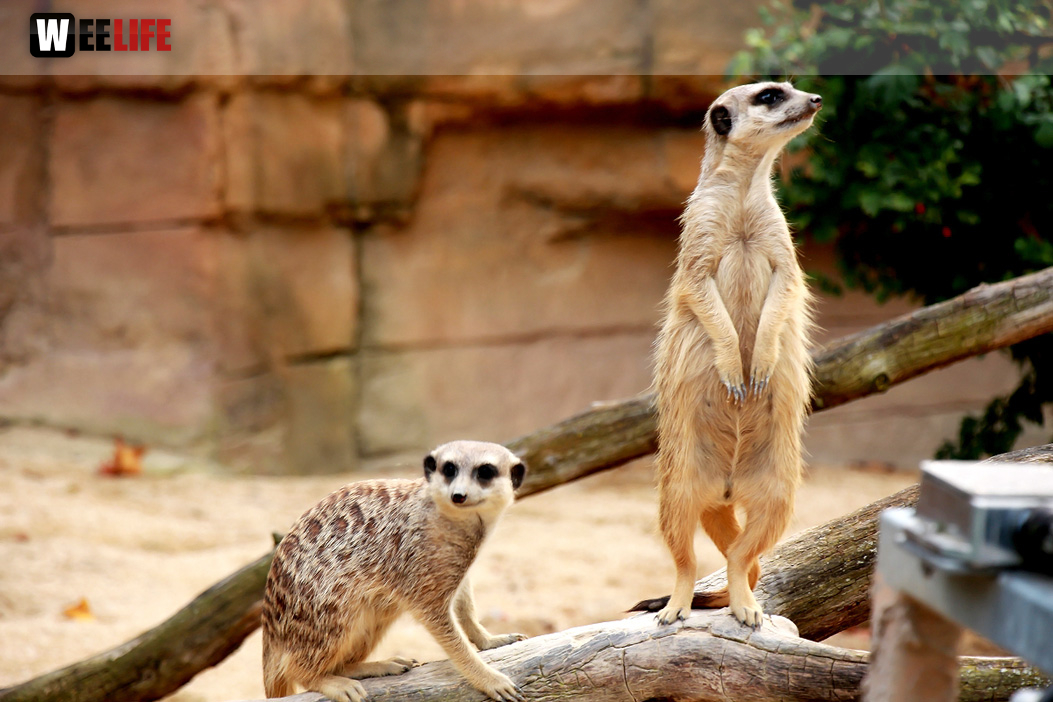 Wilhelma Stuttgart Zoo