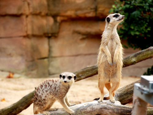 Wilhelma Stuttgart Zoo – Foto 49
