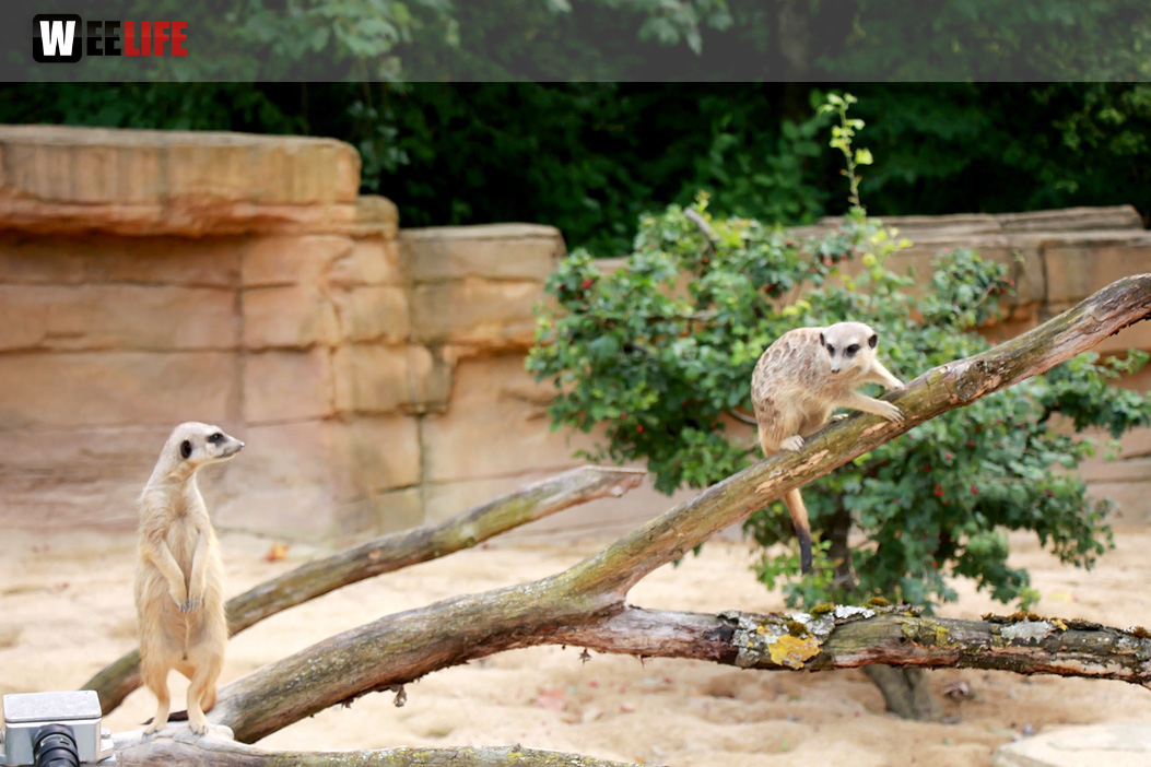 Wilhelma Stuttgart Zoo
