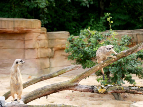 Wilhelma Stuttgart Zoo – Foto 50