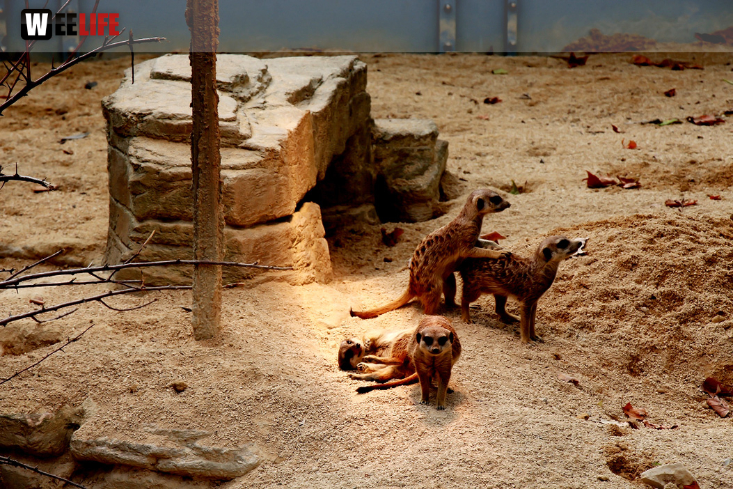 Wilhelma Stuttgart Zoo
