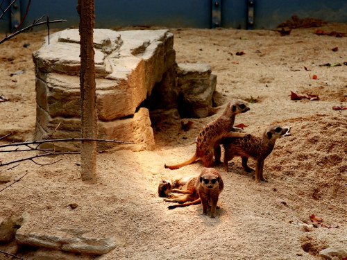 Wilhelma Stuttgart Zoo – Foto 52