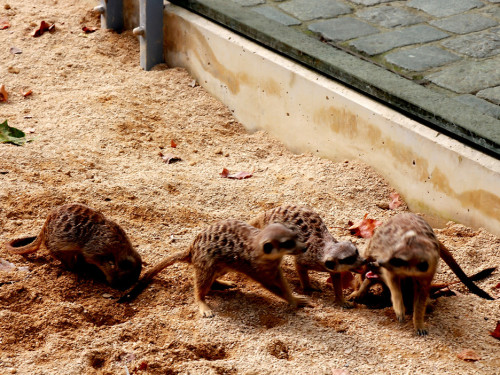 Wilhelma Stuttgart Zoo – Foto 53