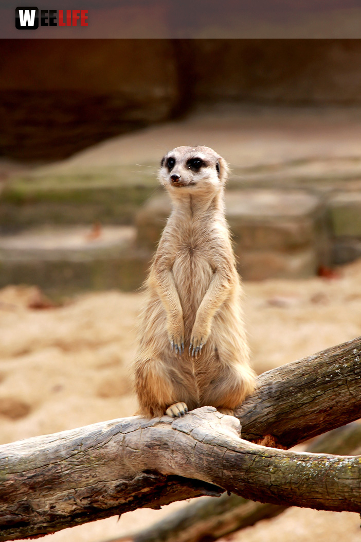 Wilhelma Stuttgart Zoo