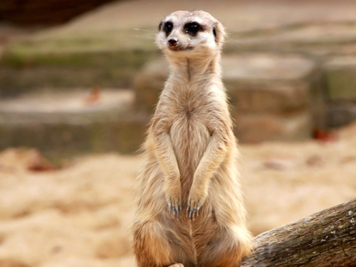 Wilhelma Stuttgart Zoo – Foto 54