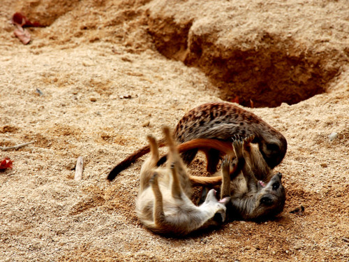 Wilhelma Stuttgart Zoo – Foto 55