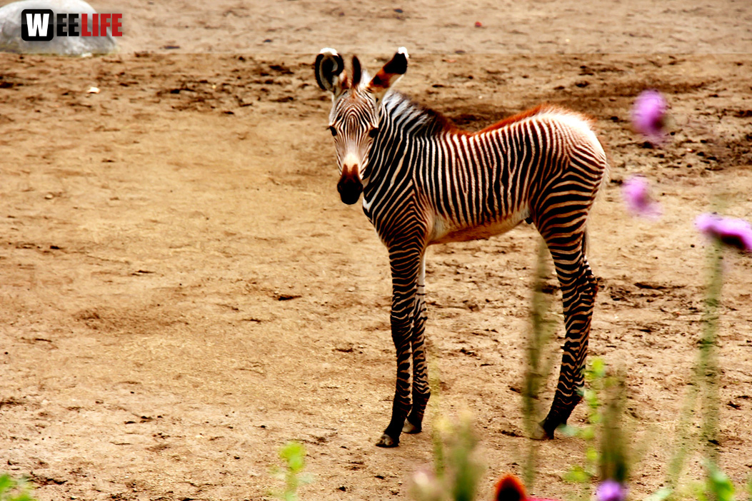 Wilhelma Stuttgart Zoo