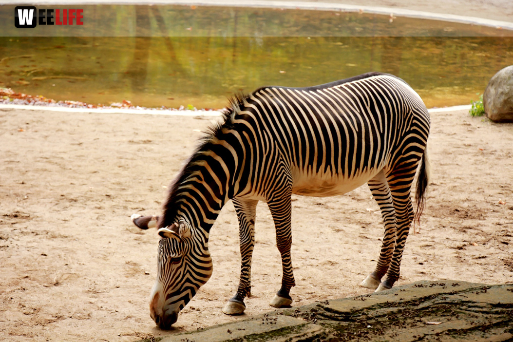 Wilhelma Stuttgart Zoo