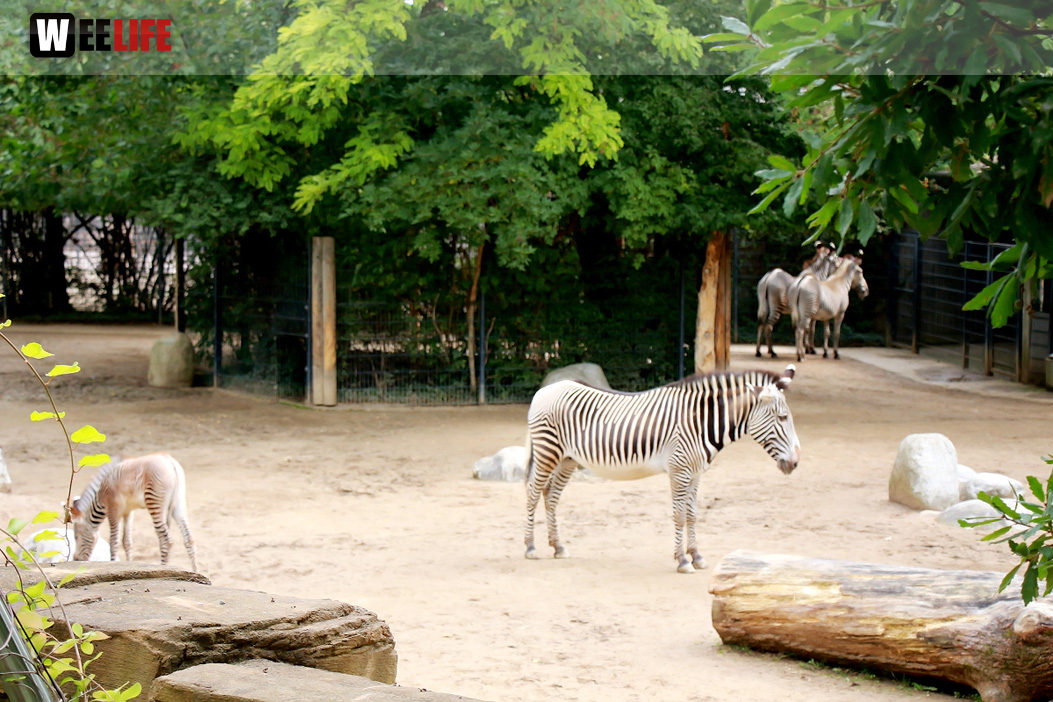 Wilhelma Stuttgart Zoo