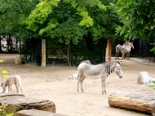 Wilhelma Stuttgart Zoo – Foto 59
