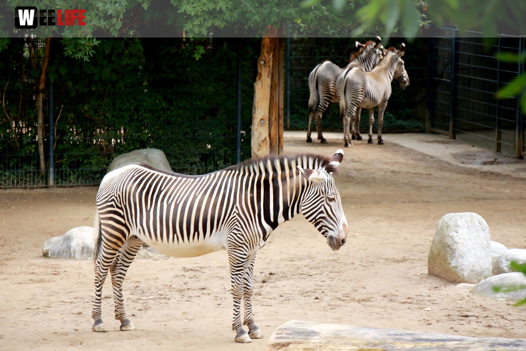 Wilhelma Stuttgart Zoo