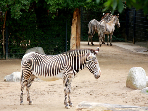 Wilhelma Stuttgart Zoo – Foto 60