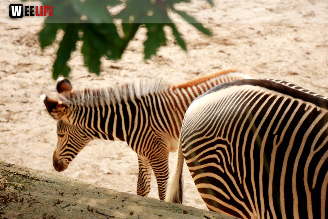 Wilhelma Stuttgart Zoo