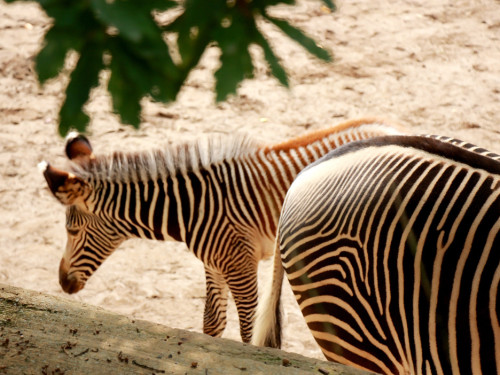 Wilhelma Stuttgart Zoo – Foto 61