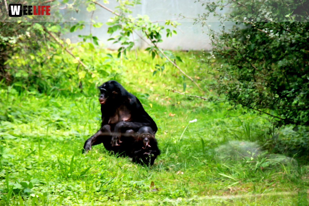Wilhelma Stuttgart Zoo