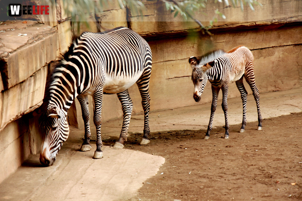 Wilhelma Stuttgart Zoo