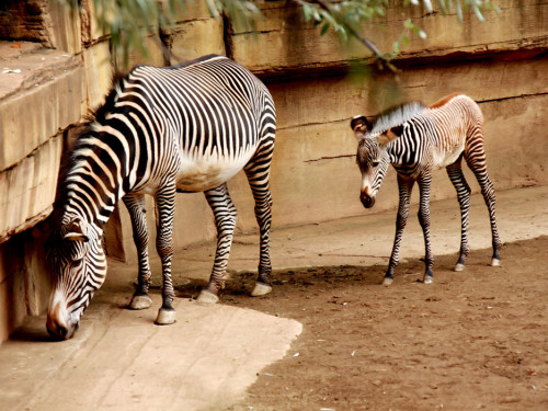 Wilhelma Stuttgart Zoo – Foto 63