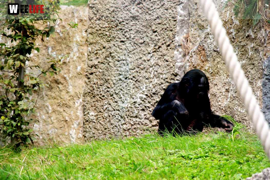 Wilhelma Stuttgart Zoo
