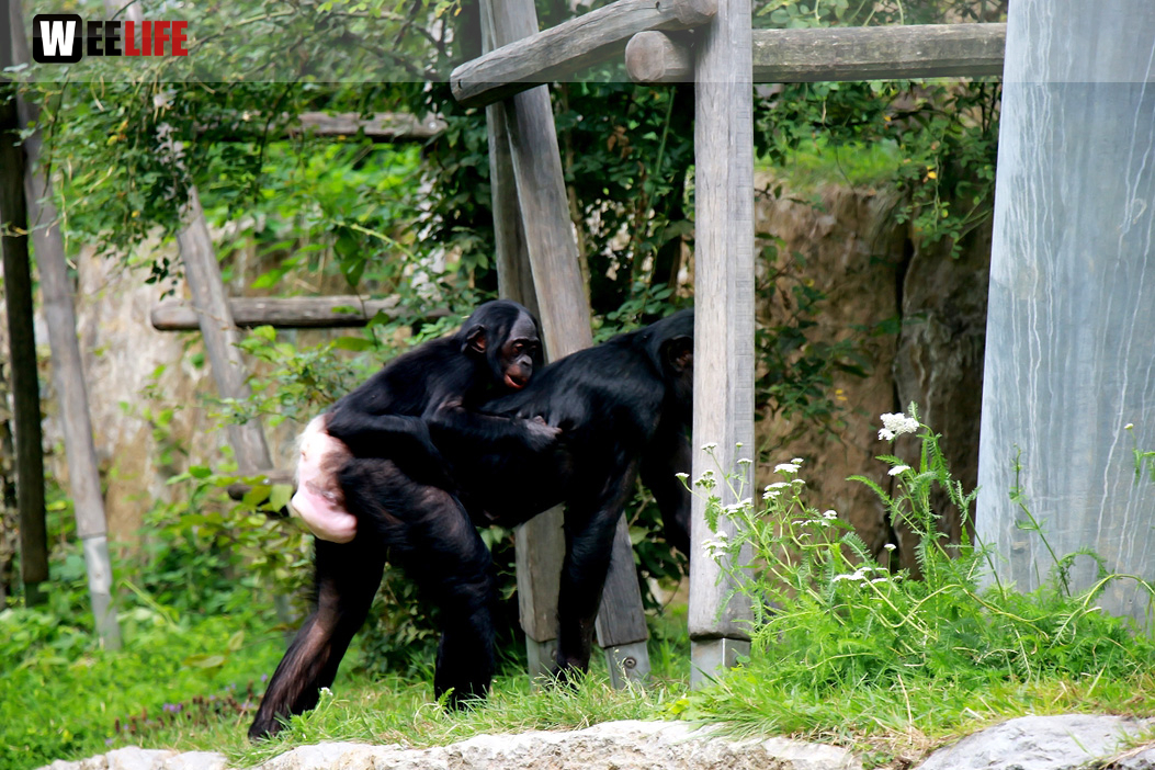 Wilhelma Stuttgart Zoo