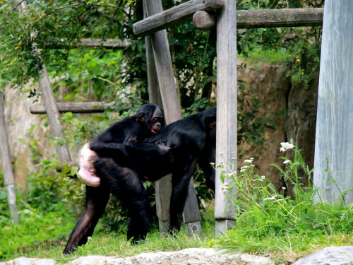 Wilhelma Stuttgart Zoo – Foto 65