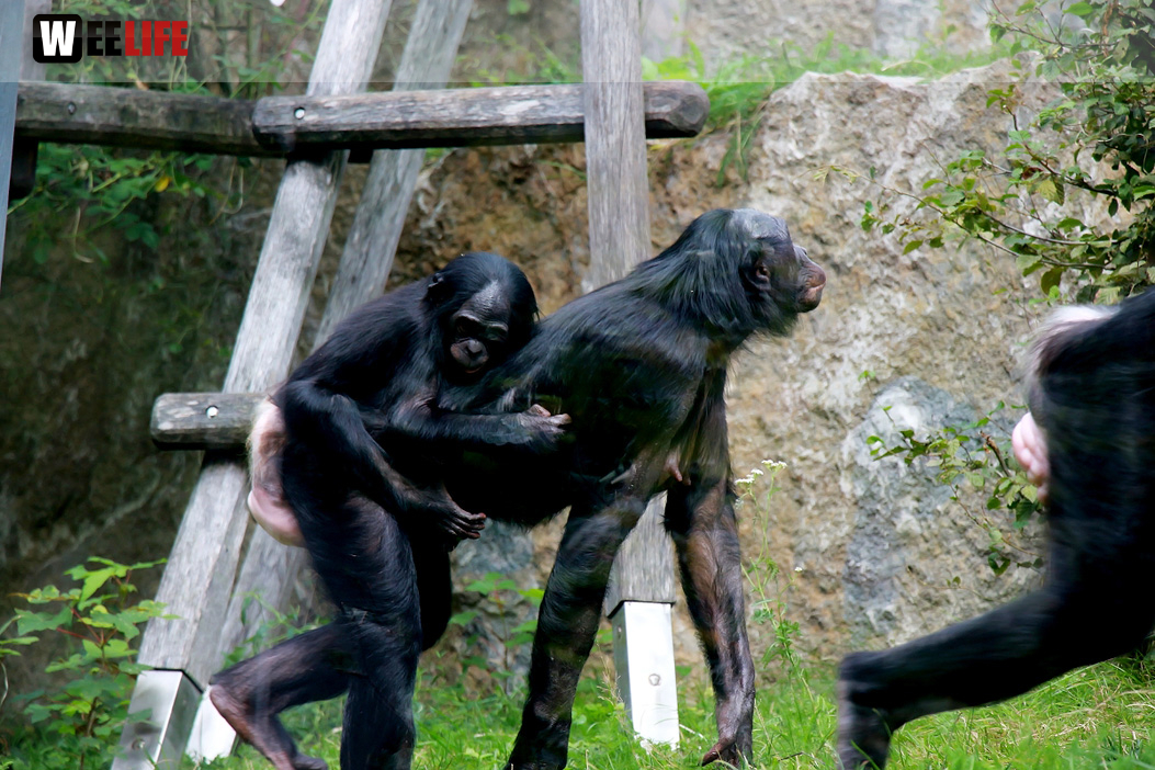 Wilhelma Stuttgart Zoo