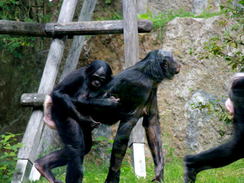 Wilhelma Stuttgart Zoo – Foto 66