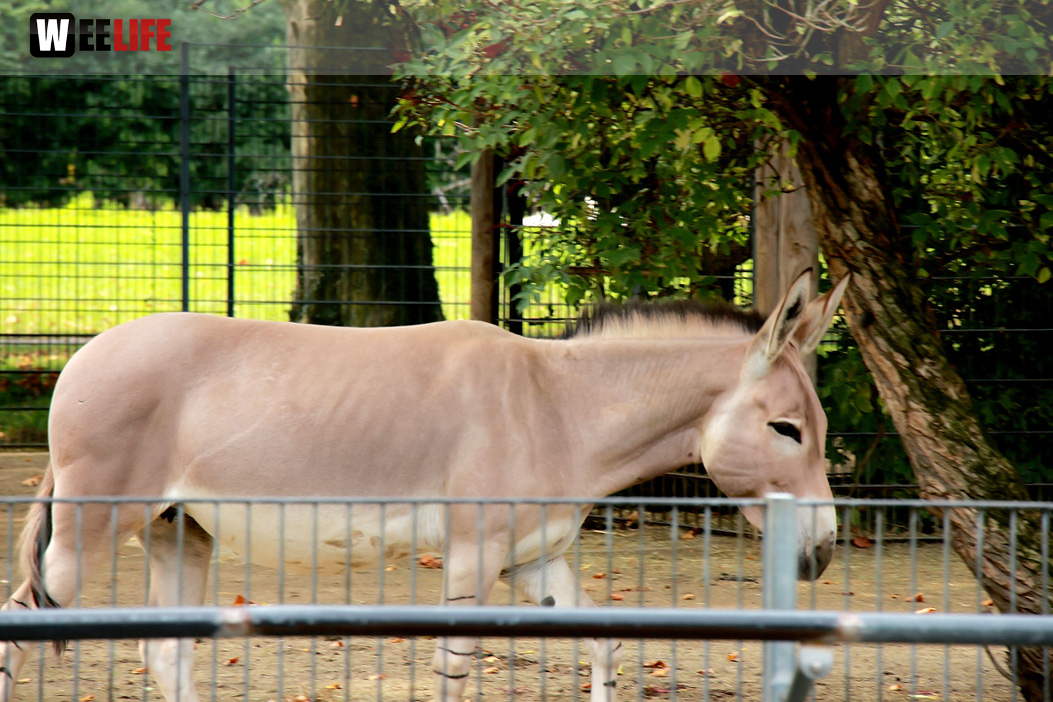 Wilhelma Stuttgart Zoo