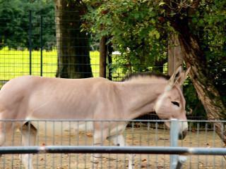 Foto 205460 im Album