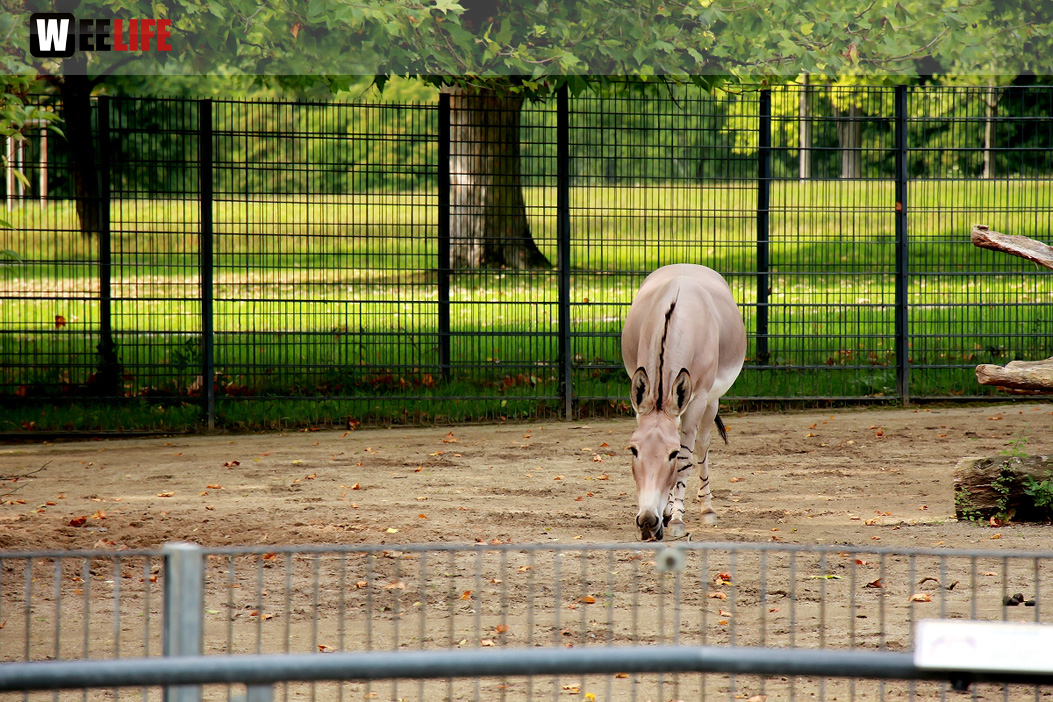 Wilhelma Stuttgart Zoo