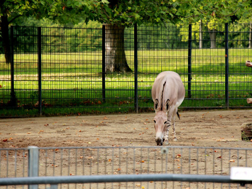 Wilhelma Stuttgart Zoo – Foto 68