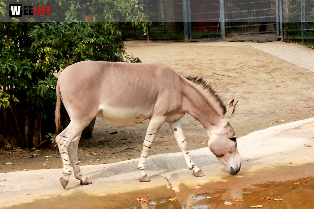Wilhelma Stuttgart Zoo