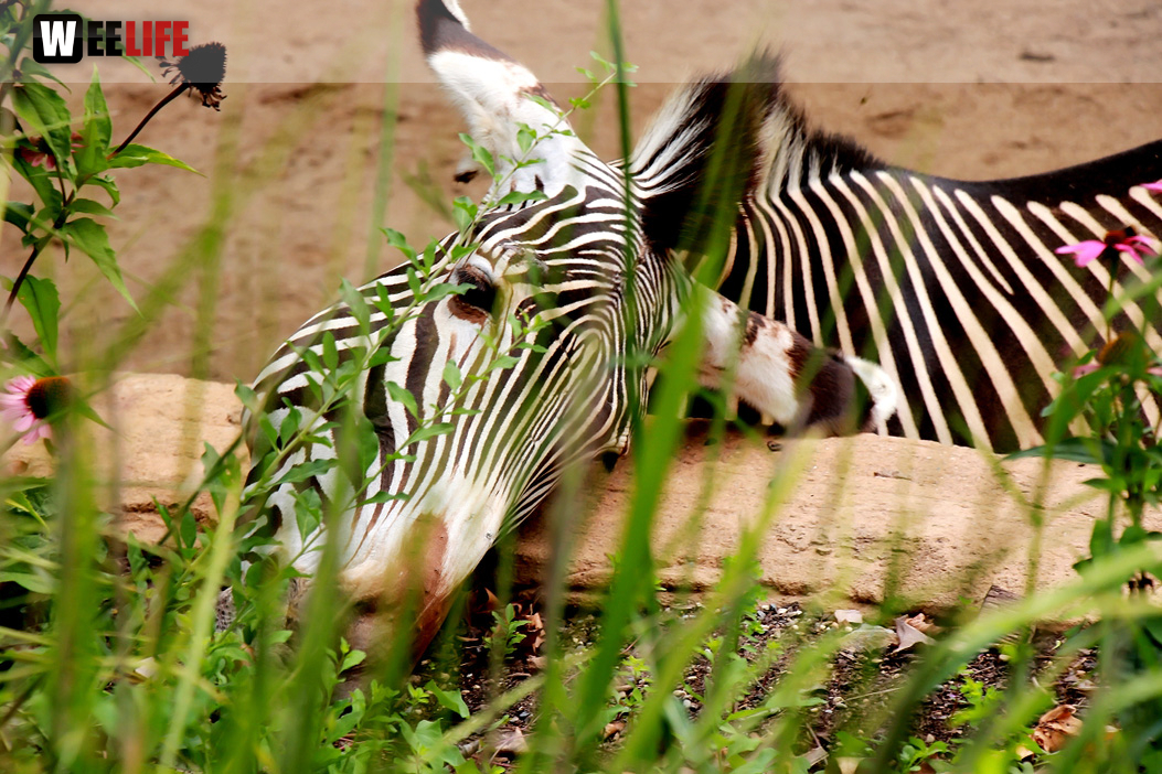Wilhelma Stuttgart Zoo