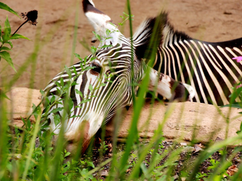 Wilhelma Stuttgart Zoo – Foto 73