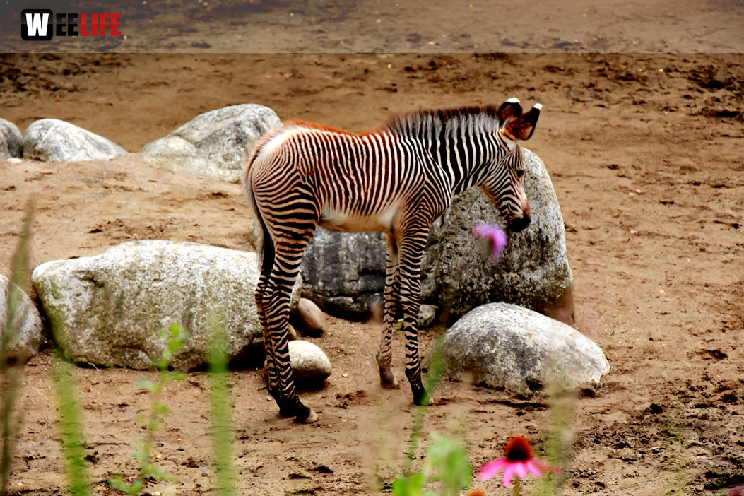 Wilhelma Stuttgart Zoo