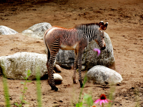 Wilhelma Stuttgart Zoo – Foto 74